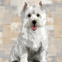 West Highland White Terrier #KG114645 West Highland White Terrier #KG114645