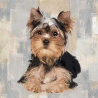 Yorkshire Terrier #KG114646 Yorkshire Terrier #KG114646