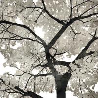 Silver Leaves #KTB111460 Silver Leaves #KTB111460