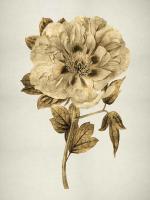 Gold Tulip I #KTB111508 Gold Tulip I #KTB111508