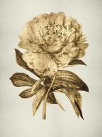 Gold Tulip II #KTB111509 Gold Tulip II #KTB111509
