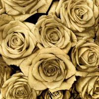 Gold Roses #KTB113446 Gold Roses #KTB113446