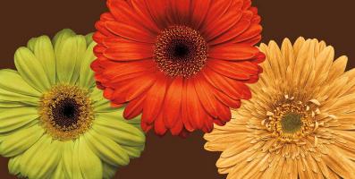 Daisy Trio #LB6859 Daisy Trio #LB6859
