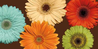 Daisy^s Friends #LB6860 Daisy^s Friends #LB6860