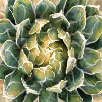 Succulent III #LN114178 Succulent III #LN114178