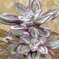 Succulent IV #LN114179 Succulent IV #LN114179