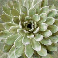 Succulent Verde II #LN114181 Succulent Verde II #LN114181