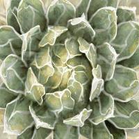 Succulent Verde III #LN114182 Succulent Verde III #LN114182