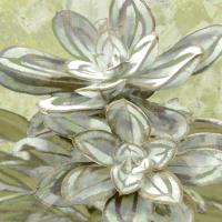 Succulent Verde IV #LN114183 Succulent Verde IV #LN114183