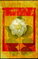 Camellia #72456 Camellia #72456