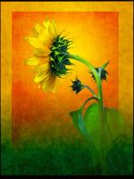 Sunflower #72852 Sunflower #72852