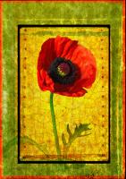 Poppy #72931 Poppy #72931