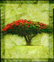 Royal Poinciana #72932 Royal Poinciana #72932