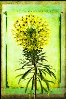 Spurge #72933 Spurge #72933