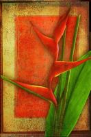 Heliconia #72938 Heliconia #72938