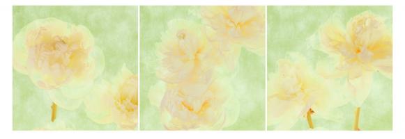 Peony #76103 Peony #76103