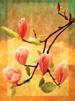 Magnolia Blossoms #72460 Magnolia Blossoms #72460