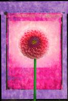 Dahlia #3 #72866 Dahlia #3 #72866