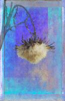Thistle #72867 Thistle #72867