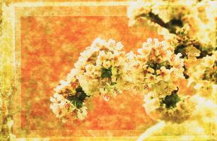 Cherry Blossoms #72868 Cherry Blossoms #72868
