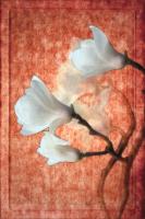 China, Magnolia Blossoms #72869 China, Magnolia Blossoms #72869