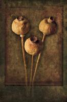 Seed Pods #72870 Seed Pods #72870