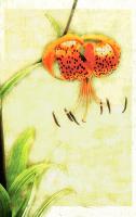 Tiger Lily #72871 Tiger Lily #72871