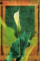 Calla Lily #72872 Calla Lily #72872