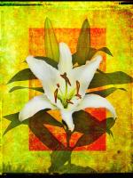 Lily #72874 Lily #72874
