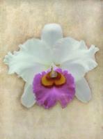 Orchid #2 #72876 Orchid #2 #72876