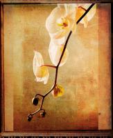 Orchid #3 #72877 Orchid #3 #72877