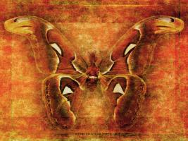 Attacus Atlas Moth #72883 Attacus Atlas Moth #72883