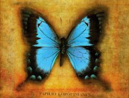 Papilio #72885 Papilio #72885