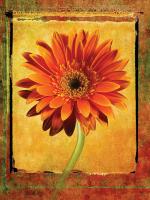 Gerber Daisy #72936 Gerber Daisy #72936