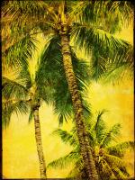 Palm Series III #76437 Palm Series III #76437