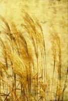 Grass Series III #76597 Grass Series III #76597
