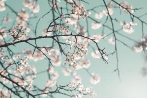 Crabapple Teal #90570 Crabapple Teal #90570