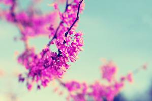 Red Bud 1 #90613 Red Bud 1 #90613