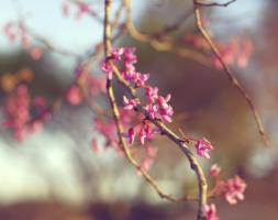 Red Bud 2 #90614 Red Bud 2 #90614