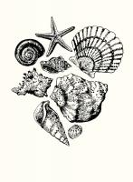 Shells 1 #92444 Shells 1 #92444
