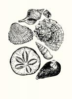 Shells 2 #92445 Shells 2 #92445