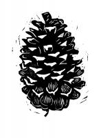 Piney Cone #92544 Piney Cone #92544