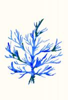 Ultramarine Growing 2 #98523 Ultramarine Growing 2 #98523