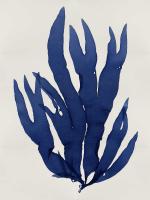 Sea Life - Indigo III #MEL112647 Sea Life - Indigo III #MEL112647