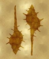 Sea Life - Gold II #MEL112650 Sea Life - Gold II #MEL112650