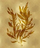 Sea Life - Gold IV #MEL112652 Sea Life - Gold IV #MEL112652