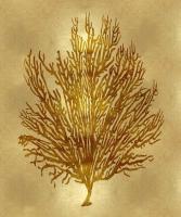 Sea Life - Gold V #MEL112653 Sea Life - Gold V #MEL112653