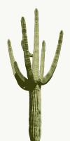 Saguaro I #MJ114263 Saguaro I #MJ114263
