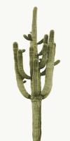 Saguaro II #MJ114264 Saguaro II #MJ114264