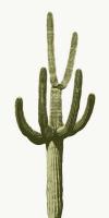 Saguaro III #MJ114265 Saguaro III #MJ114265